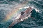 美鲸鱼喷射水柱现“彩虹”