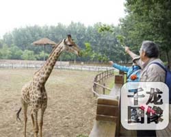 市民走進北京野生動物園